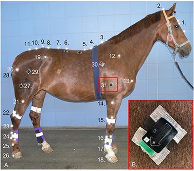 Frontiers | Adaptations In Equine Appendicular Muscle Activity And ...